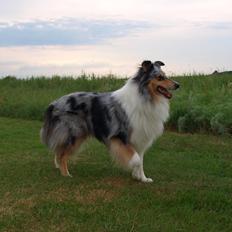 Collie langhåret Nitopets Lighting Lindsey