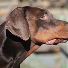 Dobermann GOF Charlie