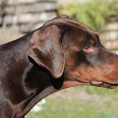 Dobermann GOF Charlie