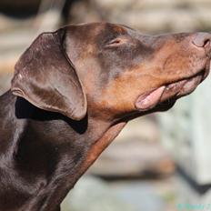 Dobermann GOF Charlie