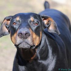 Dobermann Amina
