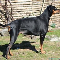 Dobermann Amina