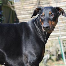 Dobermann Amina