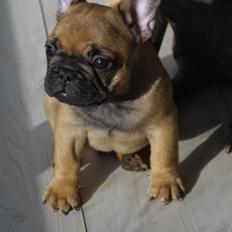 Fransk bulldog A´s dream of Cargo  "Carlo"