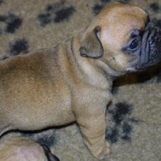 Fransk bulldog A´s dream of Cargo  "Carlo"