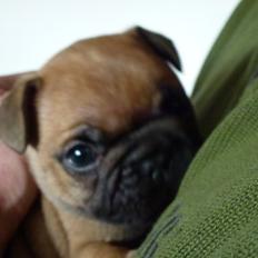 Fransk bulldog A´s dream of Cargo  "Carlo"