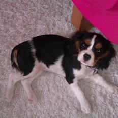 Cavalier king charles spaniel Mille 