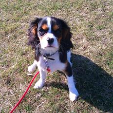 Cavalier king charles spaniel Mille 