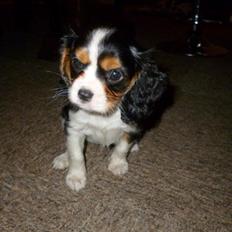 Cavalier king charles spaniel Mille 
