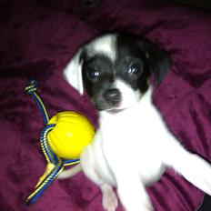 Dansk svensk gaardhund FELIX