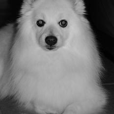 Japansk spids Kookoo