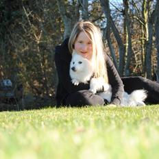 Japansk spids Kookoo