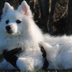 Japansk spids Kookoo