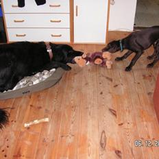 Blanding af racer Cody