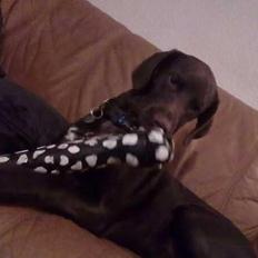 Blanding af racer Cody