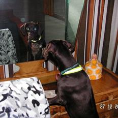 Blanding af racer Cody