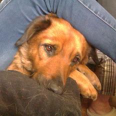 Blanding af racer Molly