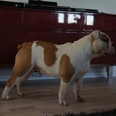 Engelsk bulldog Cirkeline