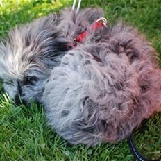 Pyrenæisk hyrdehund Happybeast Columbine (Crazy)