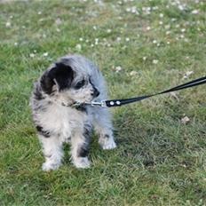 Pyrenæisk hyrdehund Happybeast Columbine (Crazy)