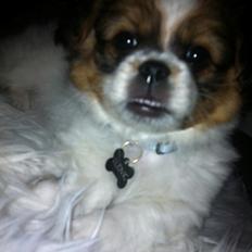 Blanding af racer Ludvig 