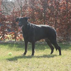 Blanding af racer Lajka