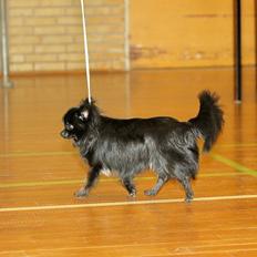 Chihuahua Lise´s Sumo *udstationeret*