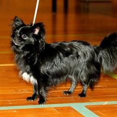 Chihuahua Lise´s Sumo *udstationeret*