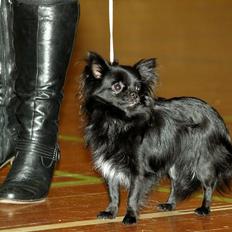 Chihuahua Lise´s Sumo *udstationeret*