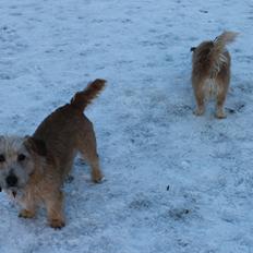 Irish Glen of Imaal Terrier Aiofe (Aifi)