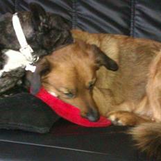 Blanding af racer Molly