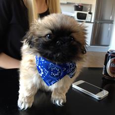 Pekingeser Lucka