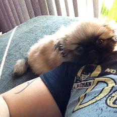 Pekingeser Lucka