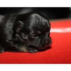 Chihuahua Licabi's Alba