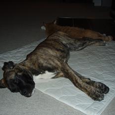 Blanding af racer Grand Danois/Mastif Tigerdyr