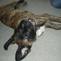 Blanding af racer Grand Danois/Mastif Tigerdyr