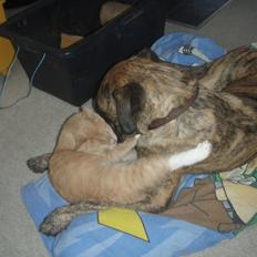 Blanding af racer Grand Danois/Mastif Tigerdyr