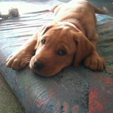 Blanding af racer Zeus