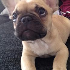 Fransk bulldog Ella