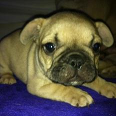 Fransk bulldog Ella