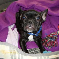 Fransk bulldog Puch