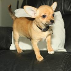 Chihuahua Montelinos Macarius *MAX*