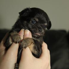 Chihuahua Licabi's Alba