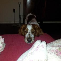 Welsh springer spaniel Flicka †