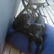 Labrador retriever malou