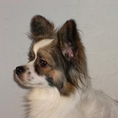 Papillon Nuser