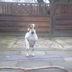 Blanding af racer Spot