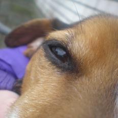 Blanding af racer Spot