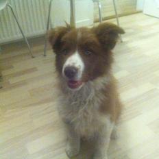 Border collie BAMSE