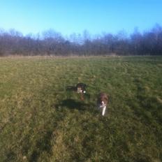 Border collie BAMSE